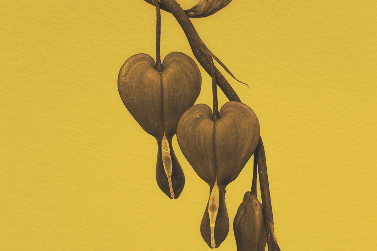 What’s the Origin of the Phrase ‘Bleeding Heart’?