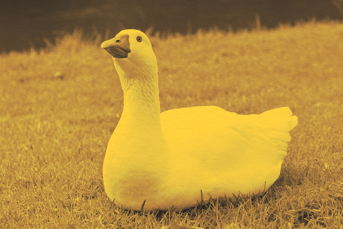 8 Idioms Pulled From the Animal Kingdom